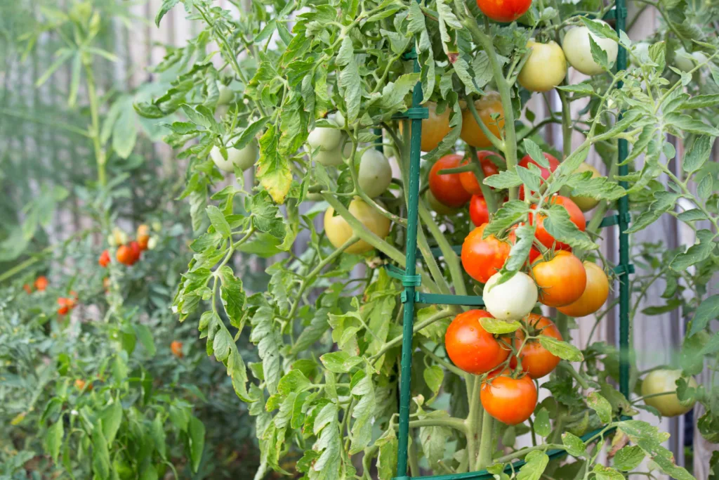 fiberglass stake support tomato plants lightweight farm stakes, corrosion-proof agricultural poles
