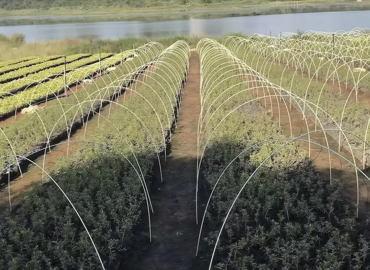 plant support poles fiberglass plant support rods, agricultural support stakes, FRP plant poles